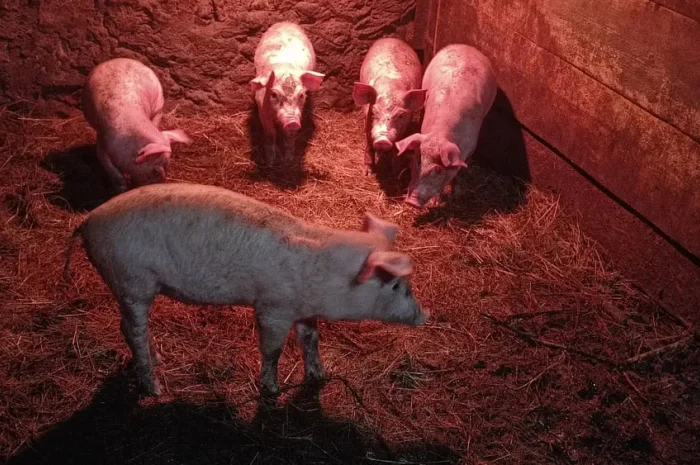 Продаж поросят Дюрок × Петрен 2 місяці- фото № 1