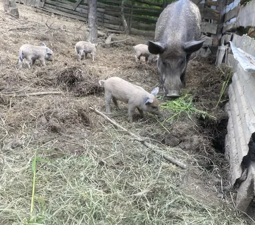 Продаж поросят і свиней породи мангалиця Дюрок- фото № 1