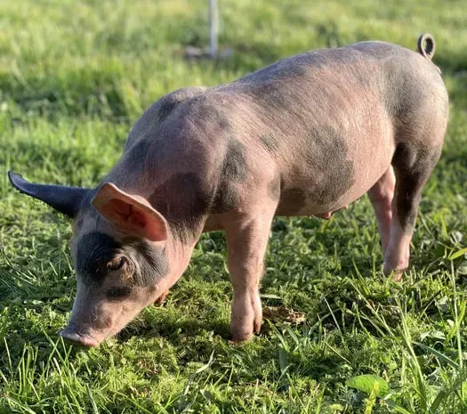 Продаж поросят Дюрок, Петрен, Ландрас- фото № 1