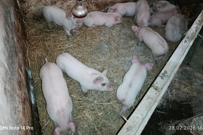 Продаж поросят F1 + Дюрок вакциновані- фото № 1