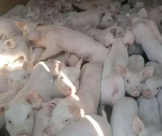 Продаж свиней Ландрас Дюрок- фото № 1