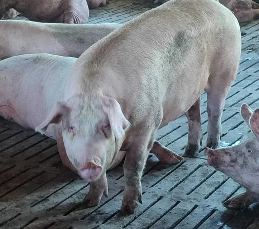 Продаж м’ясних свиней трьохпородний гібрид Дюрок- фото № 1