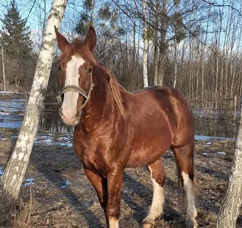 Продаж жеребця Торієць чистокровний 7 років- фото № 1