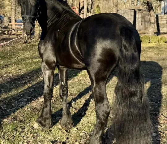 Продаж жеребця 3 роки, імпорт з Європи- фото № 1