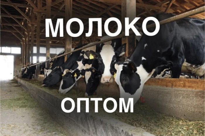 Продажа молока оптом от производителя – 5 000 кг/день- фото № 1
