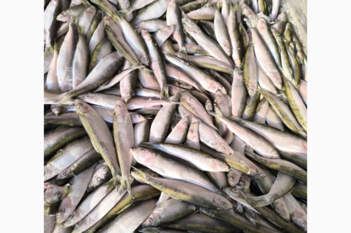 Кілька балтійської риби – морожена- фото № 1