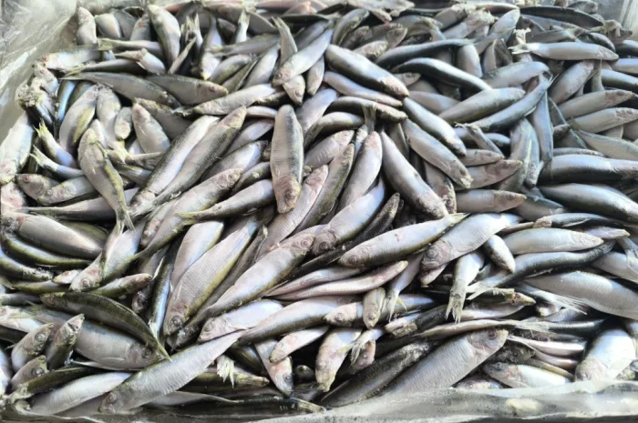 Кілька балтійської риби – морожена- фото № 2