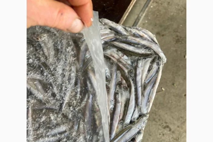 Свежемороженая хамса из Грузии- фото № 3