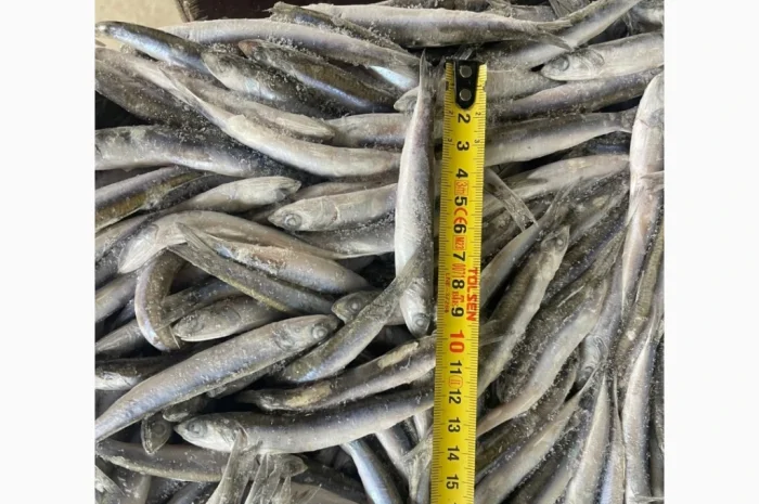 Свежемороженая хамса из Грузии- фото № 5