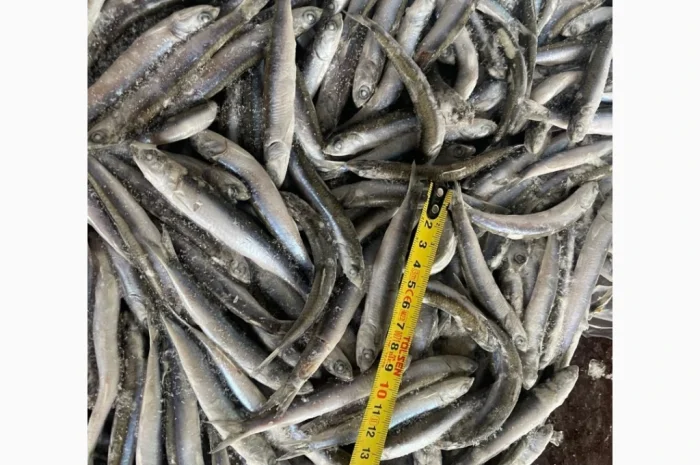 Свежемороженая хамса из Грузии- фото № 6