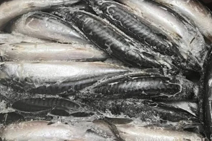 Шукаємо постачальника свіжомороженої риби- фото № 1