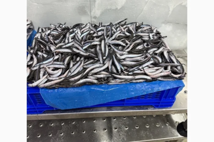 Продажа хамсы оптом- фото № 2