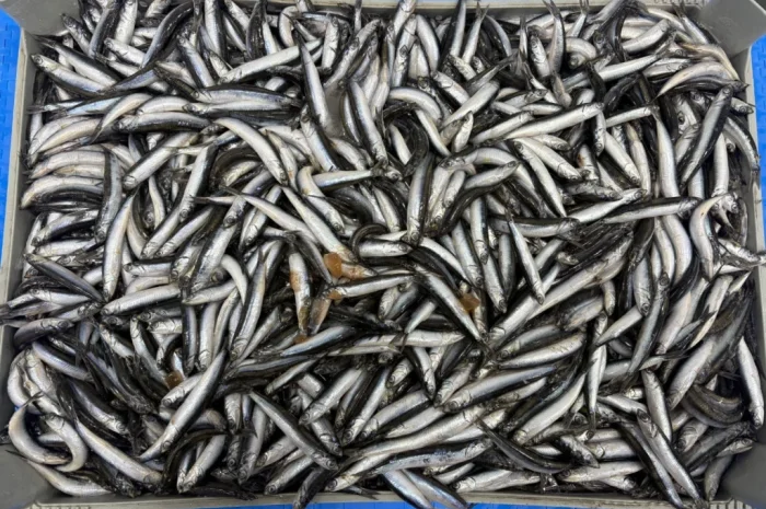 Продажа хамсы оптом- фото № 3