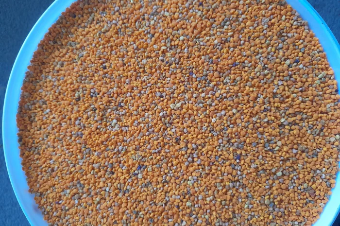 Пчелиная пыльца 2025 года сбора- фото № 4