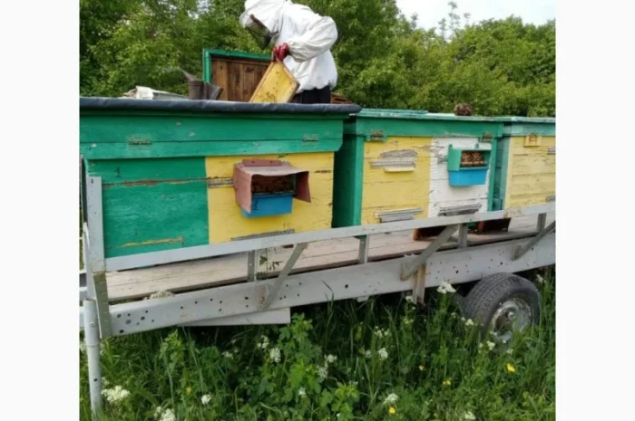 Продается цветочный пчелиный pollen- фото № 3