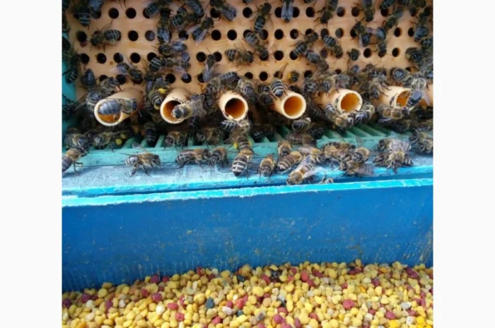 Продается цветочный пчелиный pollen- фото № 2