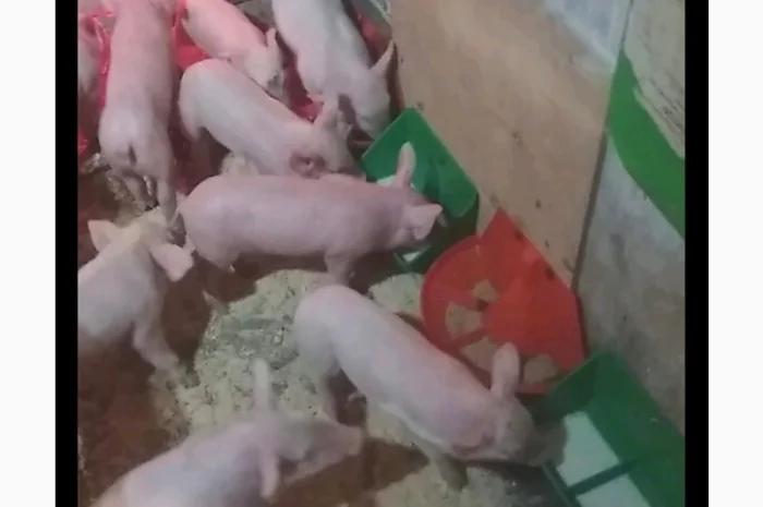 Натуральне сухе молоко для різних застосувань- фото № 5