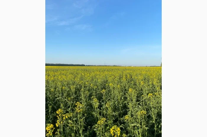 Продается пчелиный pollen с весенних цветов и рапса- фото № 1