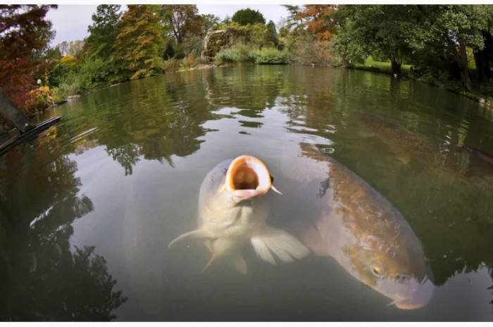 Продаж водних біоресурсів для зариблення- фото № 1