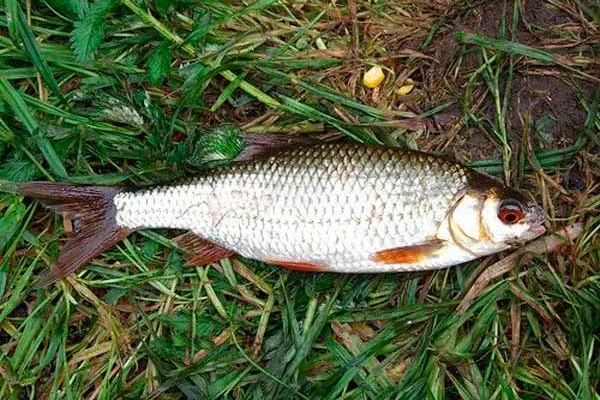 Куплю лящ и плотву- фото № 1