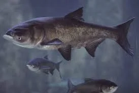 Покупаем речную рыбу на постоянной основе- фото № 1