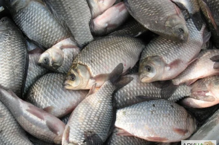 Закупаем речную рыбу оптом- фото № 1