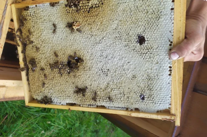 Забрусный мед высокого качества- фото № 4