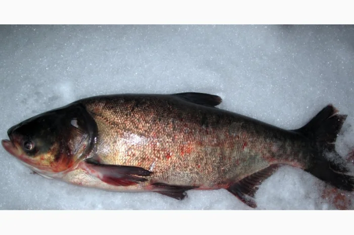 Купую товстолоба 5+ та 10+- фото № 1