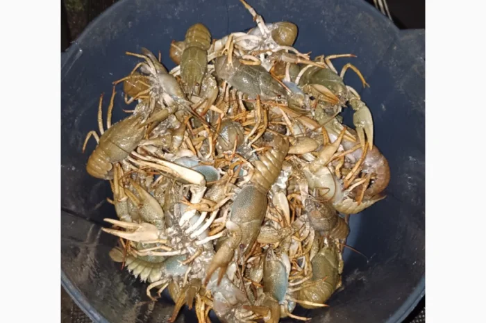 Куплю живую рыбу и раков- фото № 1