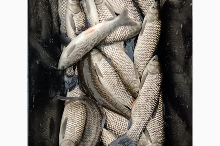 Куплю живую рыбу и раков- фото № 3