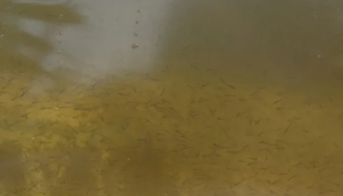 Личинка Амура и Товстолоба в продаже- фото № 1