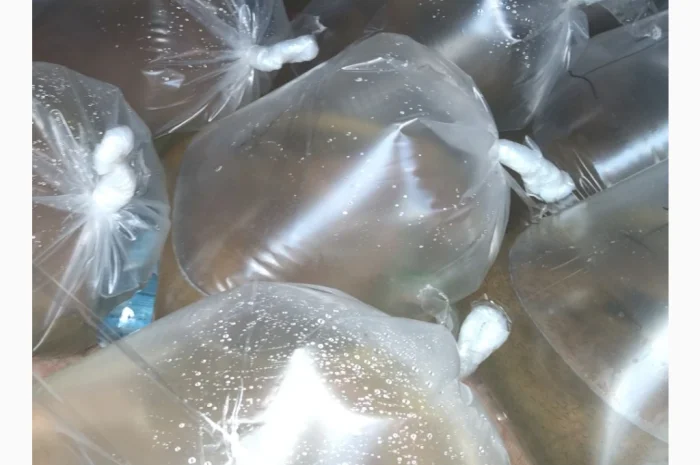 Личинка Амура и Товстолоба в продаже- фото № 2