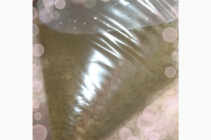 Личинка Амура и Товстолоба в продаже- фото № 3