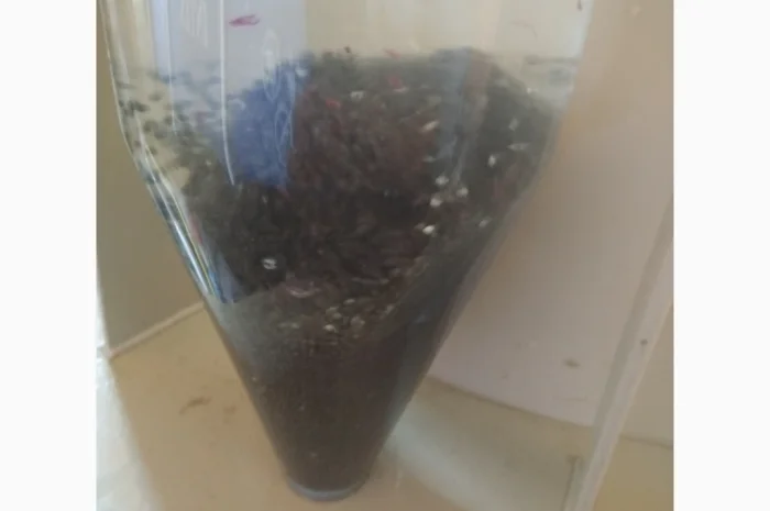 Личинка Амура и Товстолоба в продаже- фото № 4