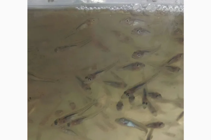 Личинка Амура и Товстолоба в продаже- фото № 5