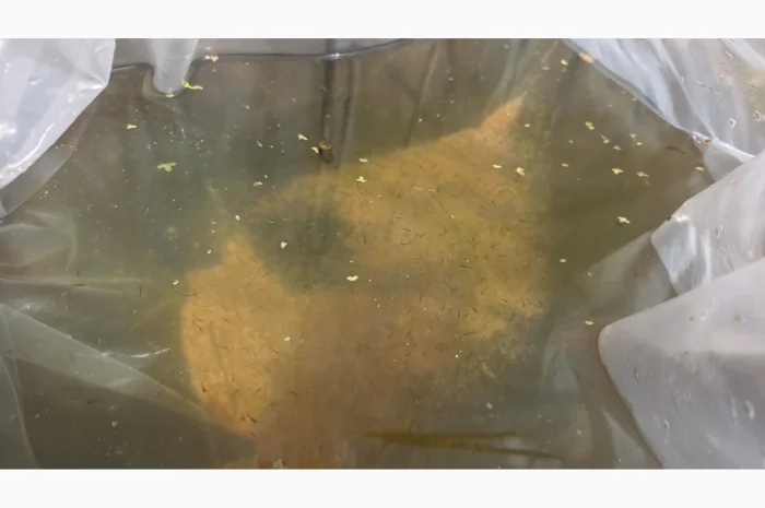 Личинка Амура и Товстолоба в продаже- фото № 6