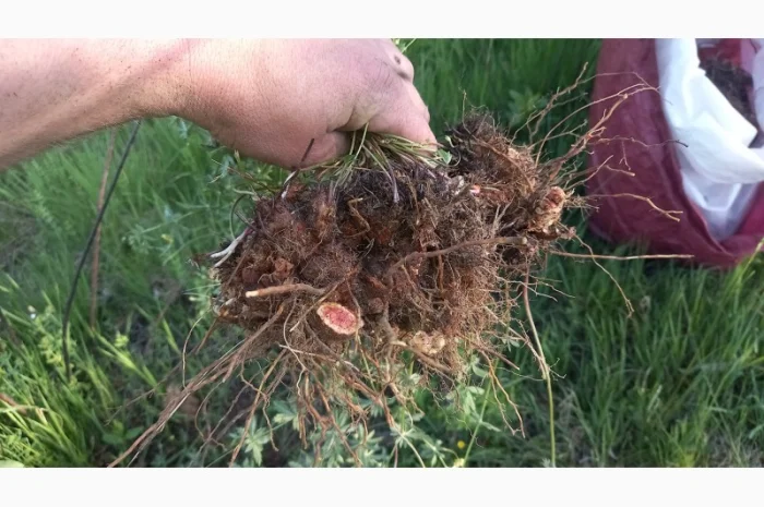 Супозитории для лечения простатита- фото № 4