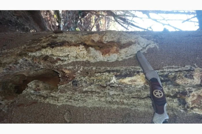 Супозитории для лечения простатита- фото № 5