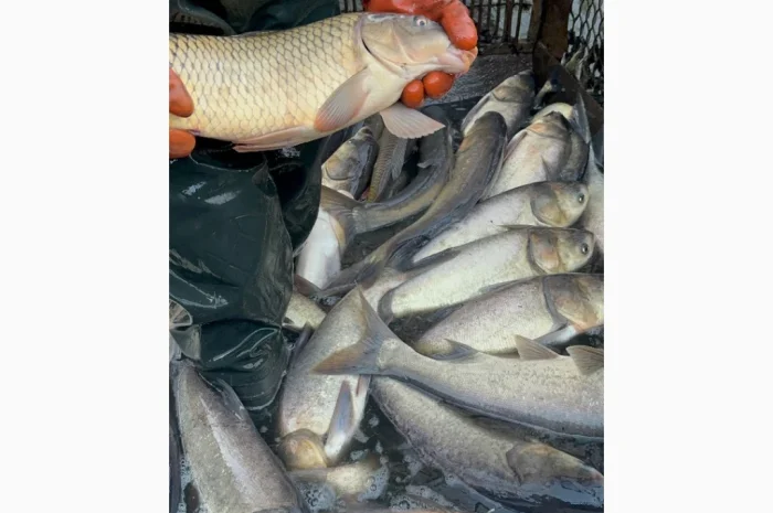 Товстолоб оптом по 50 грн за 1 кг- фото № 1