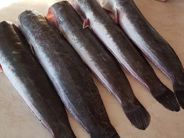 Африканский сом - свежая рыба на продажу- фото № 1