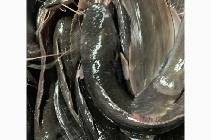 Африканский сом - свежая рыба на продажу- фото № 4