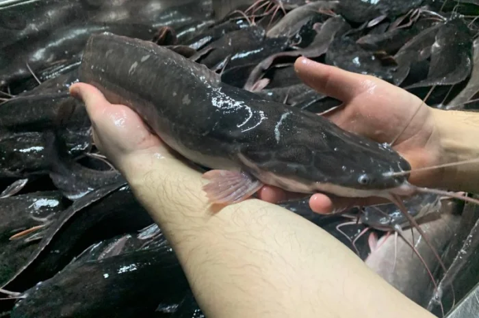 Африканский сом - свежая рыба на продажу- фото № 5