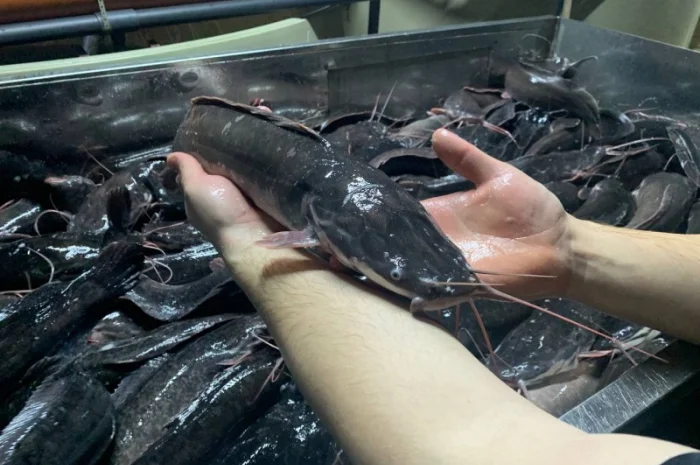 Африканский сом - свежая рыба на продажу- фото № 7