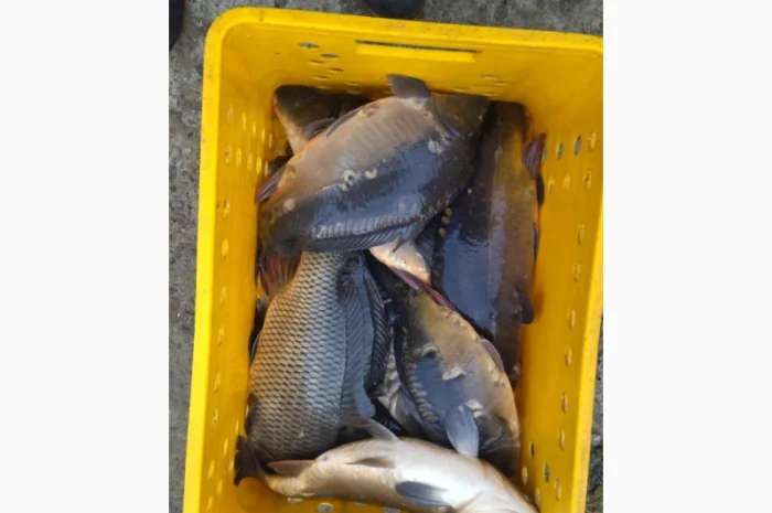 Продается живая рыба оптом и в розницу- фото № 1