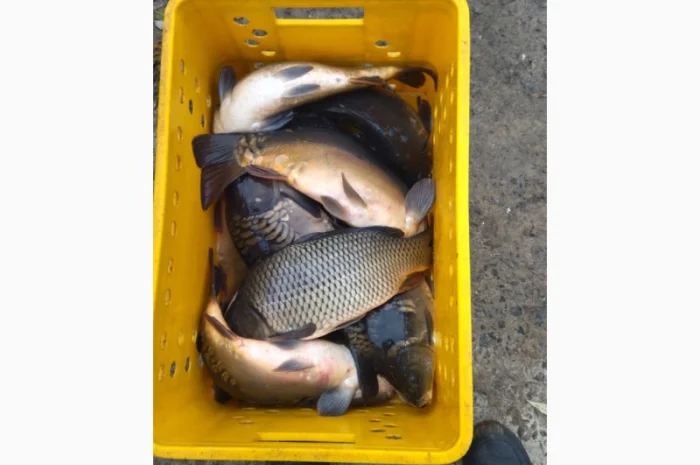 Продается живая рыба оптом и в розницу- фото № 2