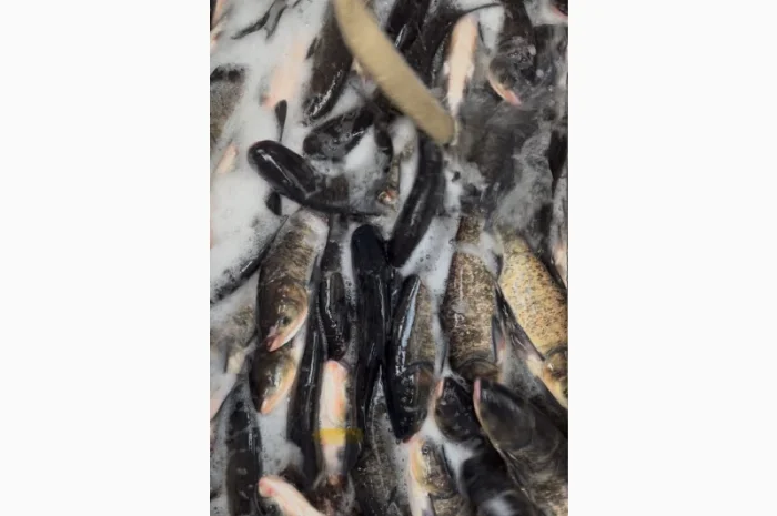 Продается живая рыба оптом и в розницу- фото № 3