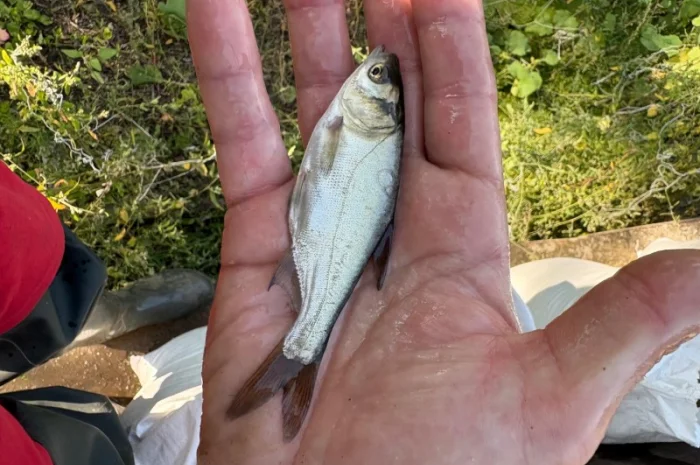 Продается зарибок карпа, толстолоба и белого амура- фото № 1