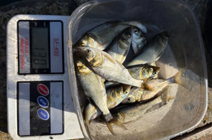 Продается зарибок карпа, толстолоба и белого амура- фото № 2