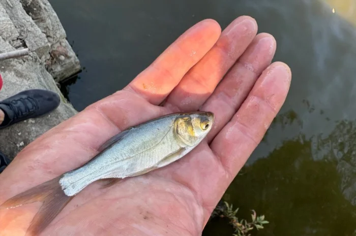 Продается зарибок карпа, толстолоба и белого амура- фото № 3