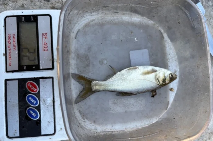 Продается зарибок карпа, толстолоба и белого амура- фото № 4